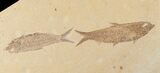 Large x Fossil Fish Plate - Wyoming #15580-4